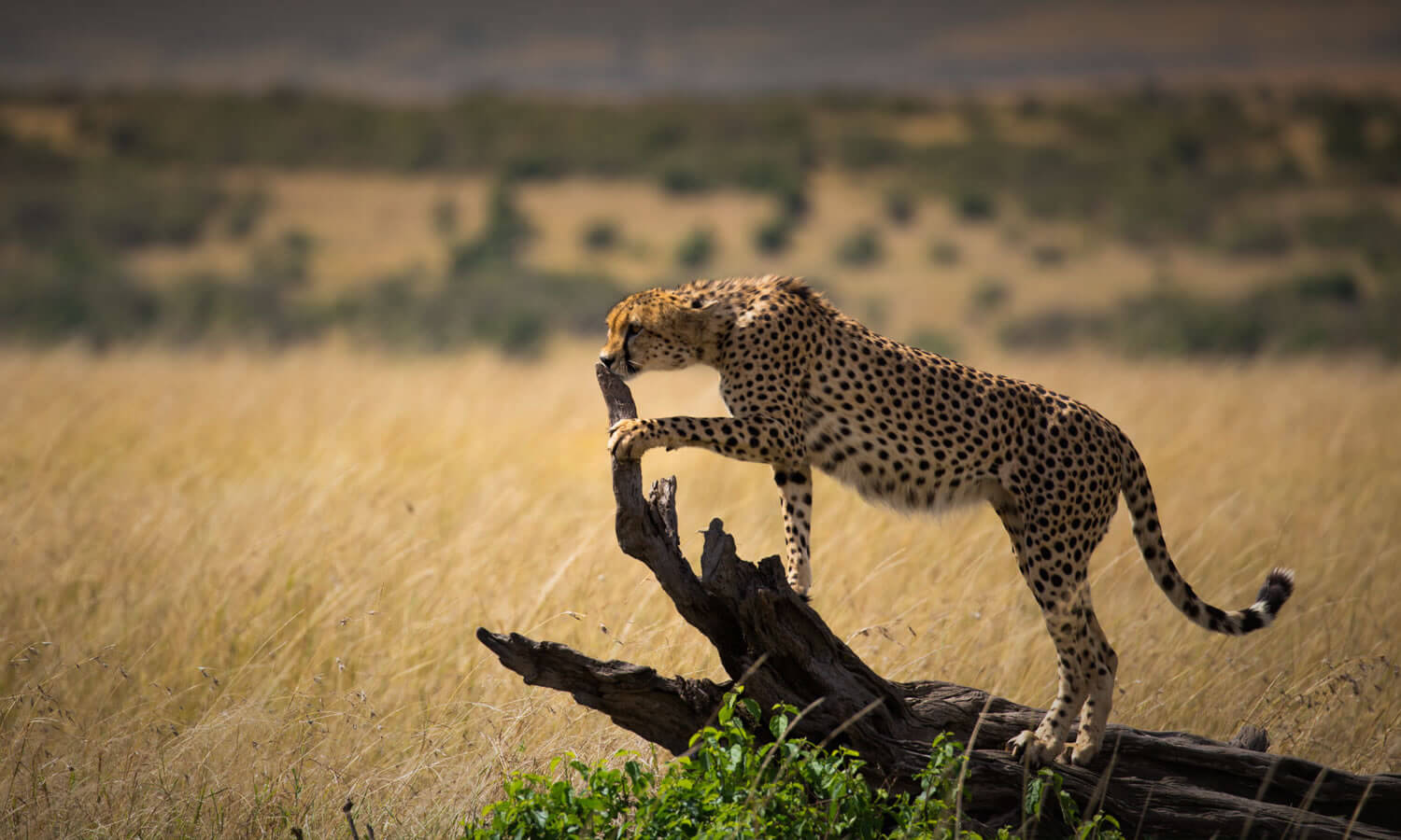 5 Days | Best of Kenya