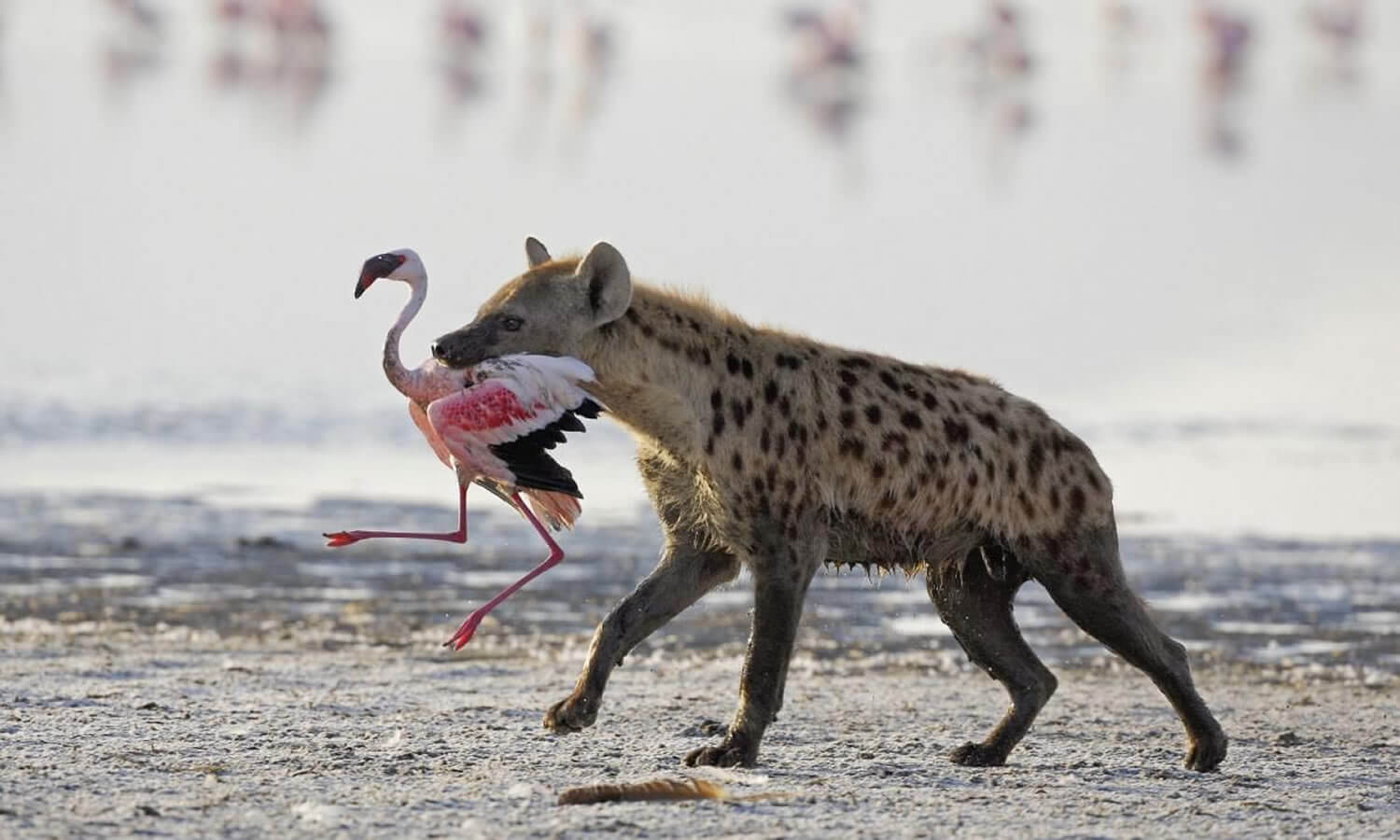 7 Days | Kenya Highlight 