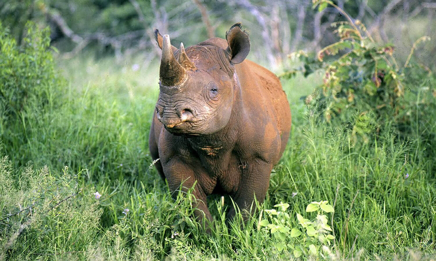 8 Days | Nairobi, Aberdares, Mt.Kenya, Sweet Waters, Lake Nakuru & Maasai Mara