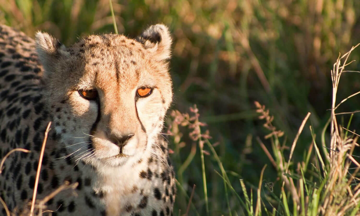 5 Days | Nairobi, Lake Nakuru and Masai Mara