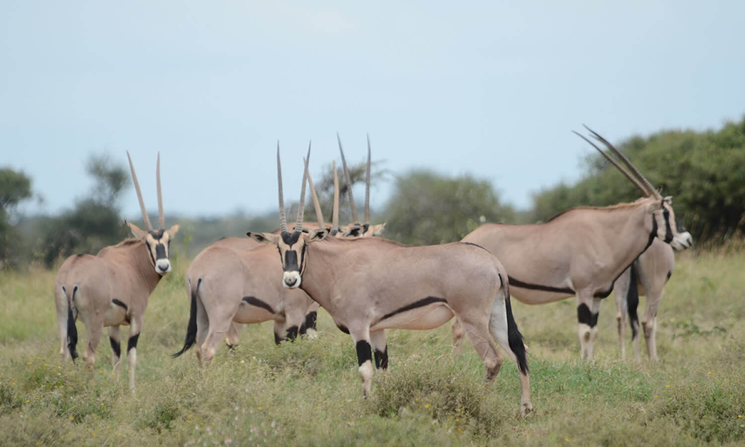 6 Days | Samburu, Aberdare, Lake Nakuru and Masai Mara