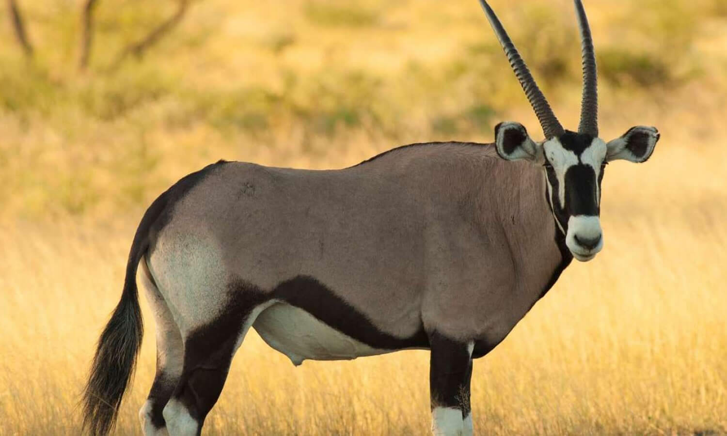 4 Days | Samburu and Mt Kenya Region